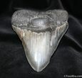 Giant Inch Megalodon Tooth With Stand #728-1